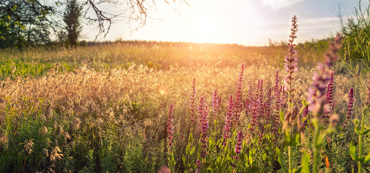 Natural Herbs for Nerve Regeneration (Backed by Science)